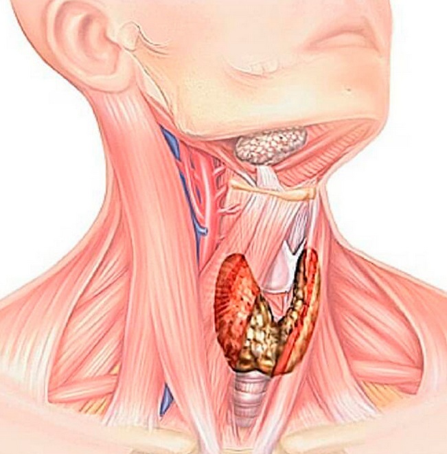щитовидная железа и суставы