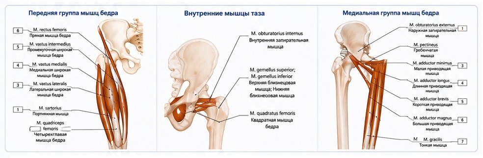 биомеханика при асептическом некрозе таз